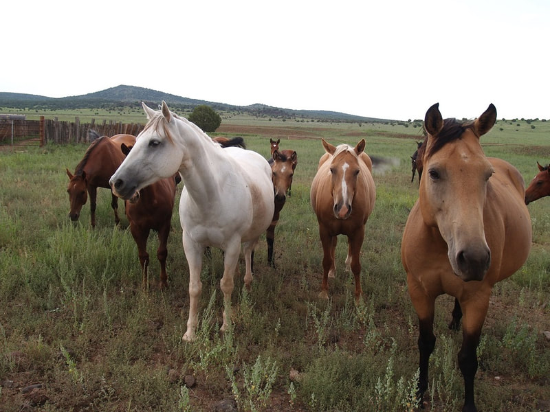 How to Buy Off-Grid Land in Arizona: A Complete Field Guide